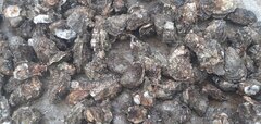 Rock oysters - ID:124875