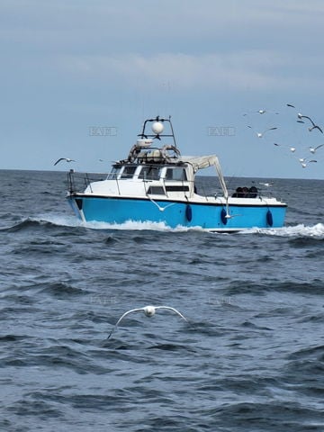 Galloper   (Hartlepool)