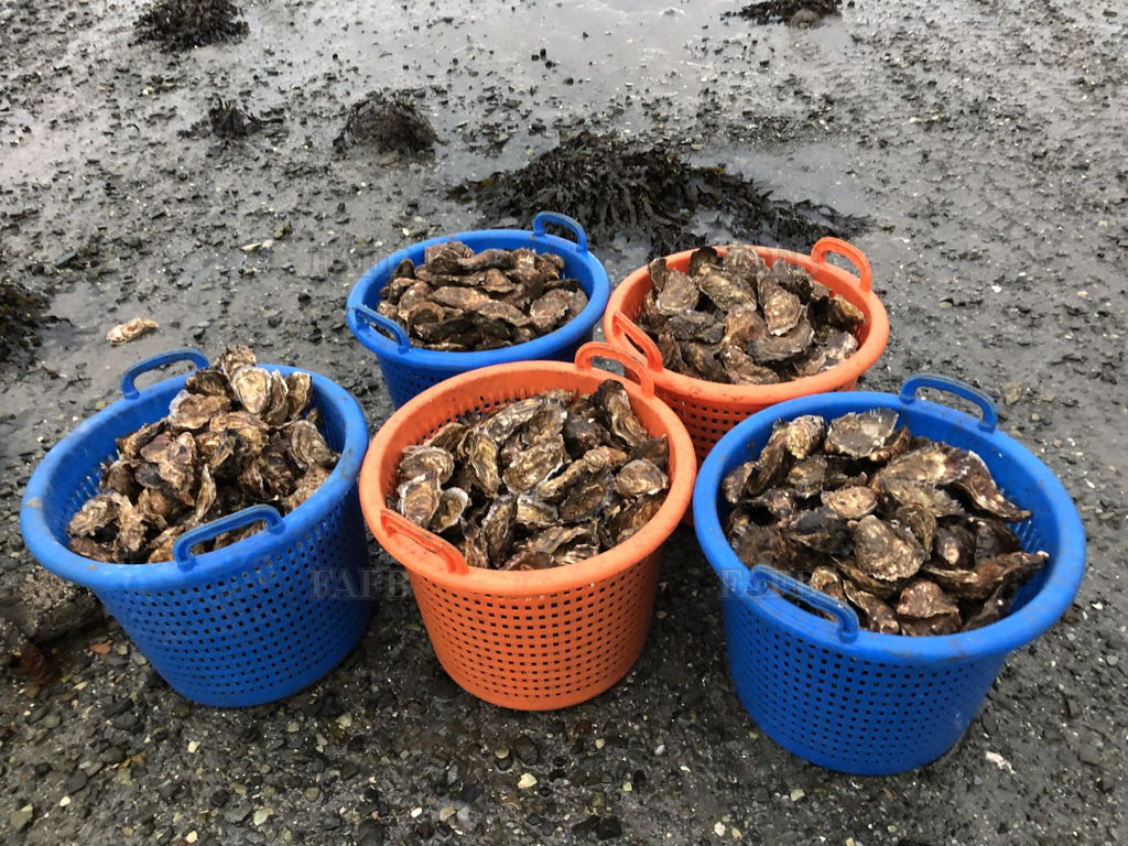 Profitable Oyster/Seaweed farm for Sale-- West coast of Scotland.