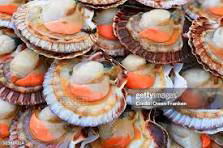 Wanted Live Scallops