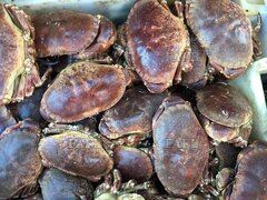 Crab wanted - ID:130913