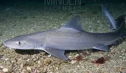 Fresh Smooth Hounds and Skate/Ray Wanted