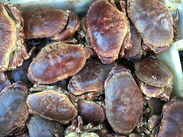 Crab wanted all year round for processing - picture 1