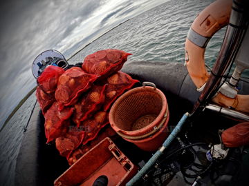 Scallop Diver