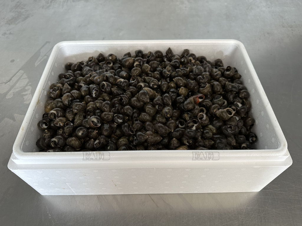 Periwinkles Lobsters