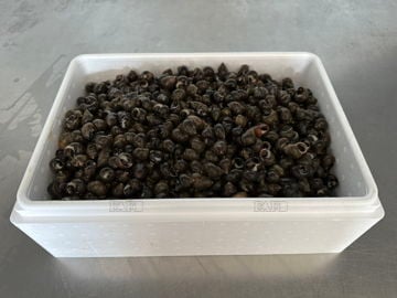 Periwinkles Lobsters